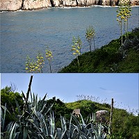 努力長高的龍舌蘭花莖,難抵颱風侵襲,幾乎全部遭強風折斷。(圖/文:陳其敏)