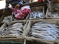 　颱風過後定置網的白帶魚和鯷魚體型明顯變大了。（圖／文：陳鵬雄）