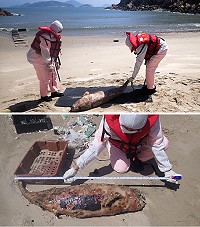 馬祖復興沙灘再現死亡海豚,海巡協助打撈掩埋,這也是今年馬祖海域被發現的第13隻死亡海豚。(圖:第十岸巡隊)