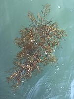 　馬祖海面近日出現大量銅藻，漁民研判淚況可能好轉。（圖／文：陳鵬雄）