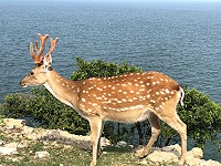 　時序入夏，大坵島的梅花鹿此時已全部換上亮麗的毛色，公鹿頭上新生的鹿茸正在形成中，賞鹿的最佳時機就是現在。（圖與文：陳鵬雄）
