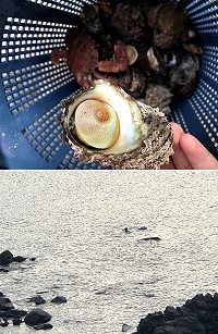 島上鄉親趁著連日大潮海水清澈下水撿螺,不僅消暑還為晚餐加菜!(圖/文:蔡夢玲)