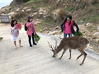 　尋鹿伴手禮。（圖／文：陳鵬雄）