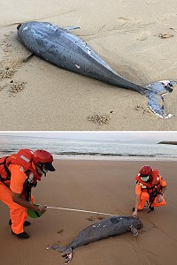 　北竿塘后沙灘27日清晨發現一隻死亡露脊鼠海豚，這也是馬祖今年第14隻死亡案例。（圖／文：陳鵬雄）