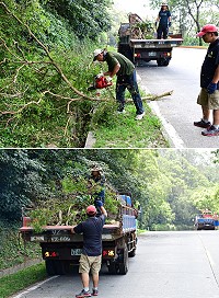 　瑪莉亞颱風雖然已過，但殘留危機，26日傳出有大客車不小心就撞到低垂的樹枝造成擋風玻璃受損；縣府產發處委請廠商加強南竿主要道路周邊路樹修剪工作。（圖／文：曹重偉）