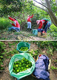 東莒社區發展協會採收熟成檸檬,總重達180斤,產量雖然沒往年多但品質無影響。(圖/文:蔡夢玲、東莒社區發展協會提供)