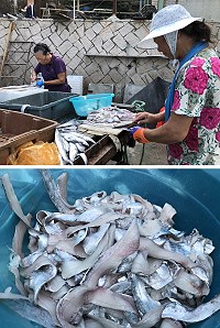 漁村婦女展現削魚肉絕活,幾秒鐘時間讓白帶魚骨肉分離。(圖/文:陳鵬雄)