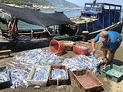 　橋仔漁民近日白帶魚大豐收，大量供應南北竿市場需求。（圖／文：陳鵬雄）