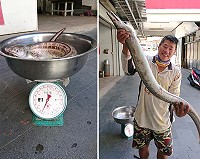 東莒東旭民宿老闆陳怡忠7日上午於島外海上「撈」獲重達14斤大鰻魚。(圖:蔡夢玲、東旭民宿陳怡忠提供)
