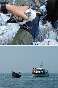台大森林系前往劉泉礁進行鳳頭燕鷗繫放作業,也遇到海巡隊盡責地驅趕於島礁附近活動的大陸漁船。(圖:台大森林系)