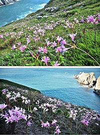 繼7月中旬花開後,日前東引島小紫澳、西引島后澳等棲地又見紅藍石蒜綻放美麗,製造一年開兩次的驚喜。(圖/文:陳其敏)