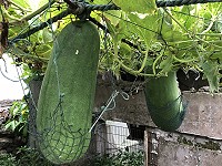 冬瓜吊床　（圖與文：陳鵬雄）