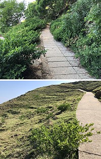 有毒植物珊瑚櫻蔓延大坵島,連梅花鹿主要糧草來源短草區近日也淪陷。(圖/文:陳鵬雄)