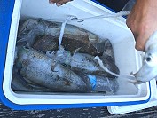 北竿漁民在芹壁近岸捕獲新鮮軟絲,體型都有2至3斤重。(圖:漁民提供)