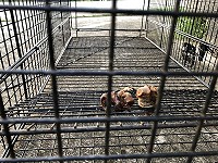   聞香不來。（圖／文：陳鵬雄）