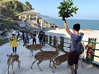 　群鹿圍攻　舉手投降。（圖／文：陳鵬雄）