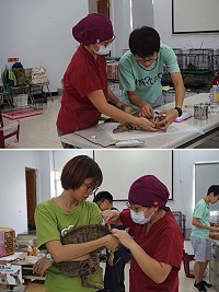 台灣之心愛護動物協會駐紮東莒1星期,順利替島上103隻貓犬進行結紮手術。(圖/文:蔡夢玲、台灣之心愛護動物協會提供)