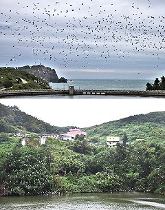 入秋首波鋒面南下,東引迎來眾多鷺鷥鳥過境,東湧水庫是鷺鷥族群的主要落腳處,遠遠望去,樹枝上猶如綴著白雪片片;當集體振翅飛翔時,聲勢壯盛,蔚為碩大之美。(圖/文:陳其敏)