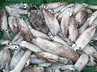 　小卷透抽等頭足類海產只要去除內臟，多吃也不必擔心膽固醇過量。（圖／文：陳鵬雄）