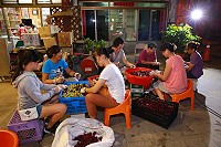 人手一支棍,鄉親好情感,合力完成去籽作業。(圖/文:蔡夢玲)
