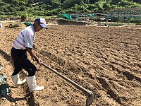 　&#22338;里農民開始整地要栽種今年的冬令三寶蔬菜。（圖／文：陳鵬雄）