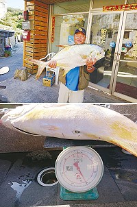 　莒光海域捕獲重達18斤金鯧魚，如此巨大的金鯧魚十分罕見！（圖／文：蔡夢玲、鄭智新提供）