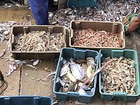 　今年第一批蝦蛄出水，季頭蝦蛄雖沒蝦膏但肉質緊實。（圖／文：陳鵬雄）