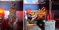 東引關帝廟供奉的「虎爺」遭人掉換,(左)原有「虎爺」下落,至今不明。(圖/文:陳其敏、張馨婷)