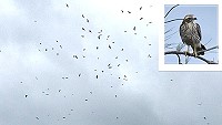 過境鳥「灰面鷲」來西莒作客,鄉親紛紛拿起手機或相機,留下灰面鷲的鷹姿。(圖/文:宋幸儒)