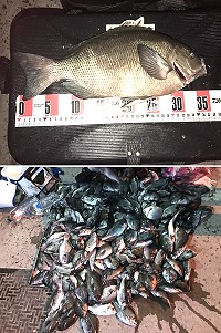 西莒黑毛大咬,一尾35公分大黑毛跟著出水,釣客樂歪了。(圖/文:宋幸儒)