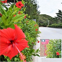 　紅花夾道。（圖與文：陳其敏）