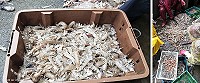 浪大海象不佳更有利定置網漁法,近日蝦蛄和劍蝦捕獲量大增。(圖:邱靜智)