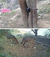 　縣府產發處引進紅外線自動相機，觀察及記錄大坵島上梅花鹿生態習性現況和行為表現。（圖：產發處）