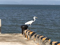 伺機而動　圖與文：陳鵬雄
