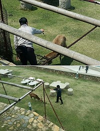 縣府產發處為維護大坵梅花鹿健康及環境整潔,定期進行鹿隻驅蟲作業及島上清潔維護。(圖:產發處)