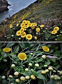 　油菊花季登場。（圖／文：陳其敏 ）