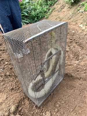 　坂里農田30日發現一隻近3公尺臭青母，消防隊員捕獲後前往風山放生。（圖：北竿消防隊）