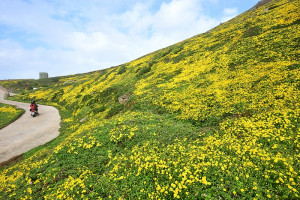 　滿眼盡是黃金菊。（圖與文：陳其敏）