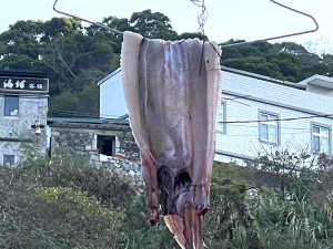 　垂涎三尺。（圖與文：陳鵬雄）