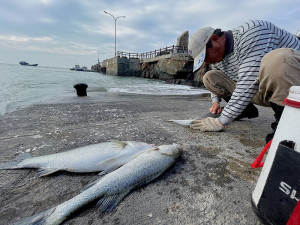 　鱸魚提前報到。（圖與文：陳鵬雄）