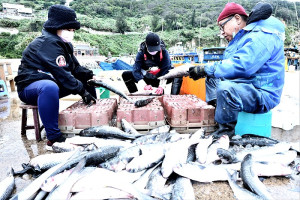 隨著冬至腳步越來越近,東引業者加緊剖魚取卵,製作上等烏魚子。(圖/文:陳其敏)