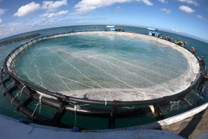 海大17日舉辦2021智慧箱網養殖應用技術論壇。(圖:海大提供)