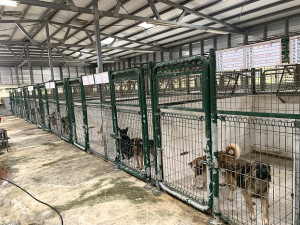 　連江縣動物收容中心今年有56隻貓、2隻狗完成送養，鼓勵民眾認養代替購買。（圖／文：馮紹夫）