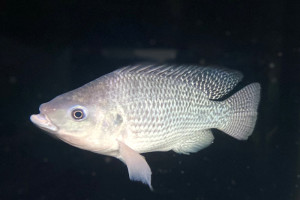 海大水產養殖遺傳育種團隊選育耐寒品系臺灣鯛。(圖:海大提供)