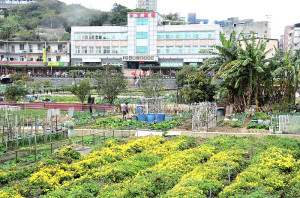　冬季裡金黃色的小油菊最吸睛，縣府在介壽蔬菜公園大面積種植，現在小油菊恣意綻放，數量夠大且集中，值得喜愛的旅客鄉親前往一觀。（圖／文：曹重偉）
