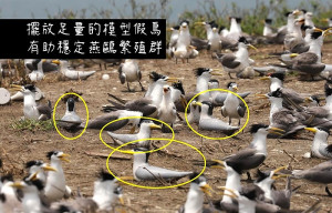 台北鳥會為神話之鳥黑嘴端鳳頭燕鷗展開百萬募資計畫。(圖:募資網站)