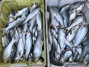 　洄游性的午魚在台灣魚市被視為高價魚，大型魚體1斤單價數百元。（圖／文：陳鵬雄）