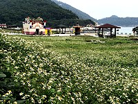　&#22338;里天后宮廣場長滿咸豐草花，壯麗景致與油菜花一樣吸引目光。（圖／文：陳鵬雄）