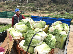 　馬祖冬令蔬菜三寶保價收購即起開始實施，今年由連江縣農會承攬代辦。（圖：本報資料室）