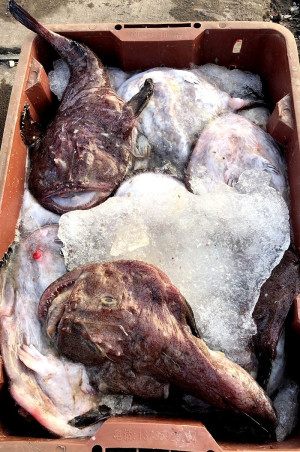 　鮟鱇魚。（圖：東引漁民提供）　